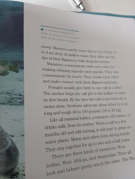 Face to Face with Manatees National Geographic