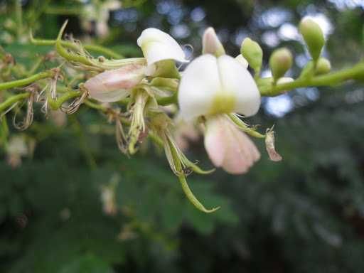 Софора японська насіння (20 шт) японська акація медонос семена