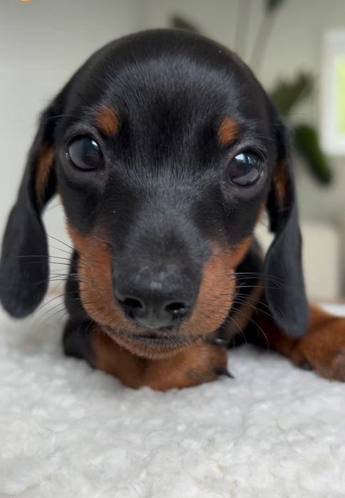 Чорнопідпалі таксята шукають люблячу сімю