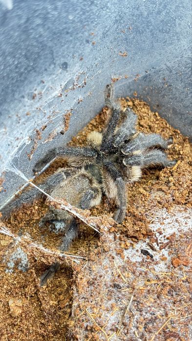 Dorosły samiec Monocentropus balfouri