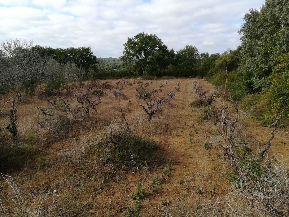 Terreno rústico 3.760m2  (Vinha e Oliveiras)