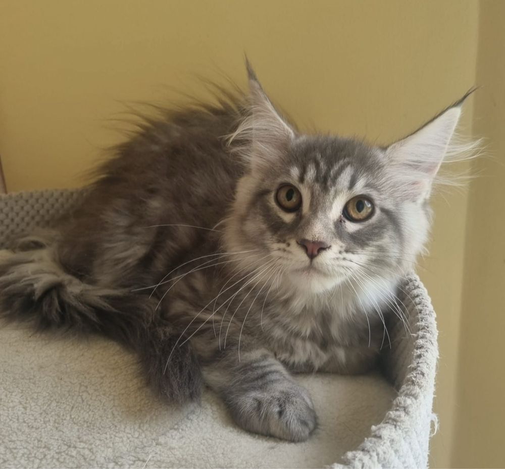 Piękna kotka Maine Coon