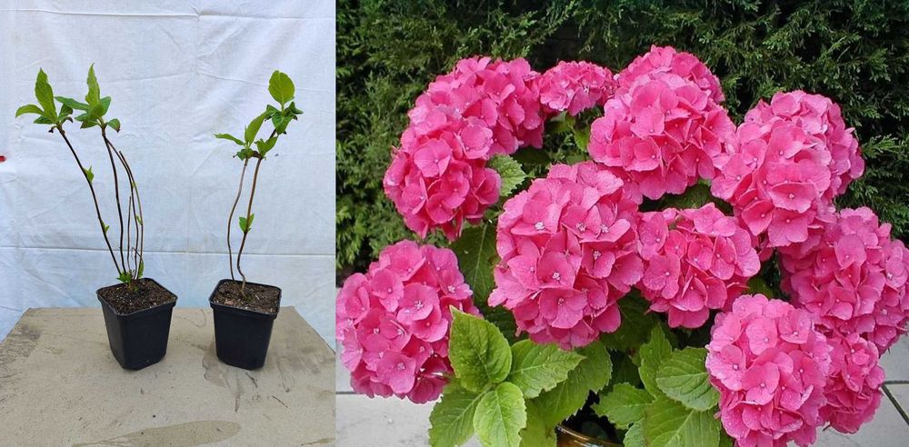 Саженцы декоративных деревьев, кустарников , Гортензія