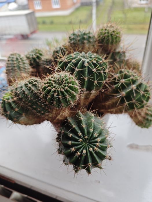 Кактуси дуже гарно цвітуть