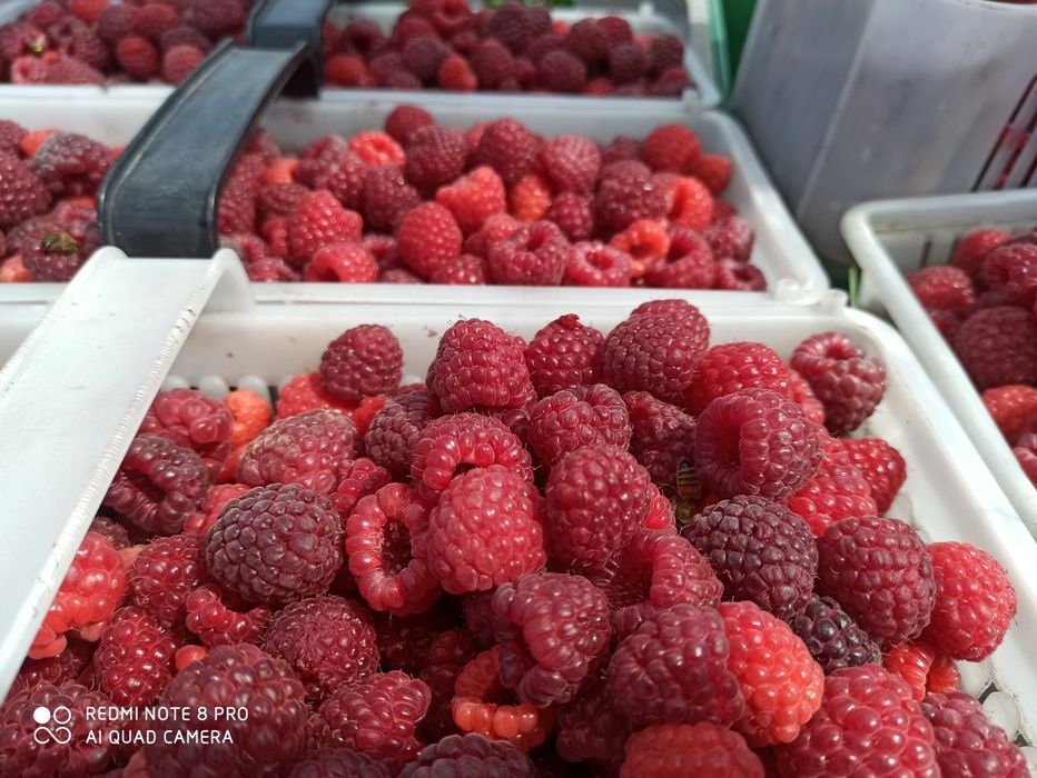Sprzedam maliny..