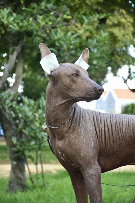 Xoloiztcuintle Standart - Variedade sem pelo