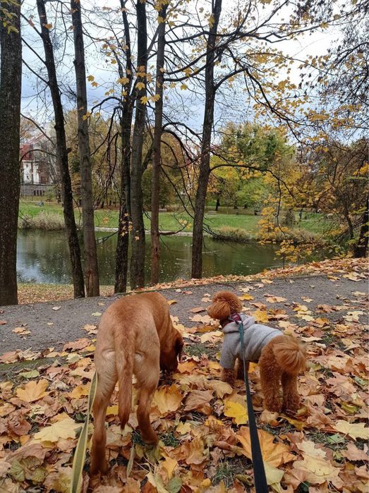 Вигул собак у Львові. Кінолог. Перетримка в готелі без кліток