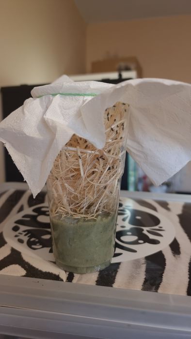 Muszki owocówki Drosophila hydei hodowla muszek