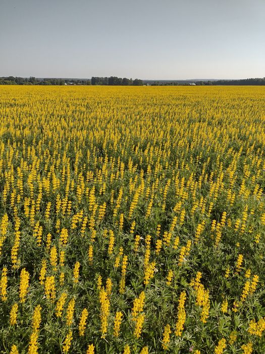 Łubin żółty szerokolistny mister