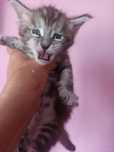 Котикам один місяць.Бронюйте.
