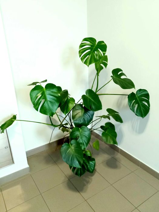 Monstera Deliciosa