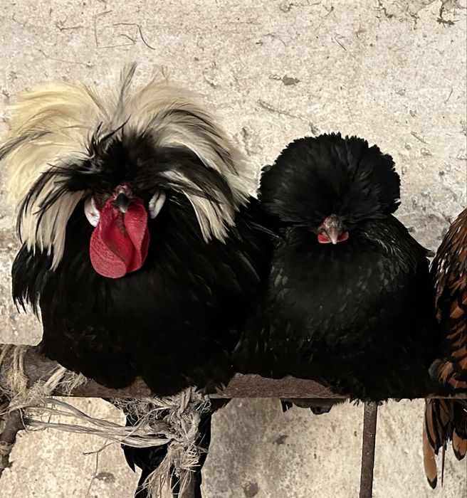 Para kur czubatki holenderskie