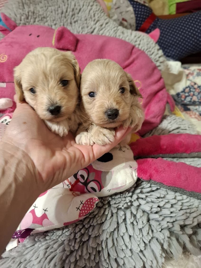 Maltipoo chłopczyk do rezerwacji, odbiór pod koniec maja.