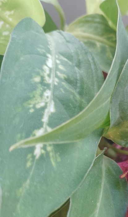 Продам  вазони..