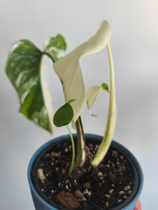 Monstera variegata 1