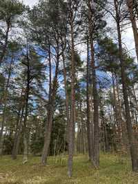 Działka leśna 2,4123 ha Podlasie
