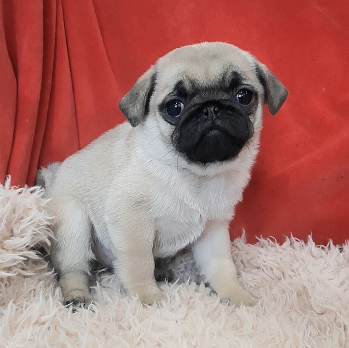 Светлобежевая мопсишка.девочка и мальчик