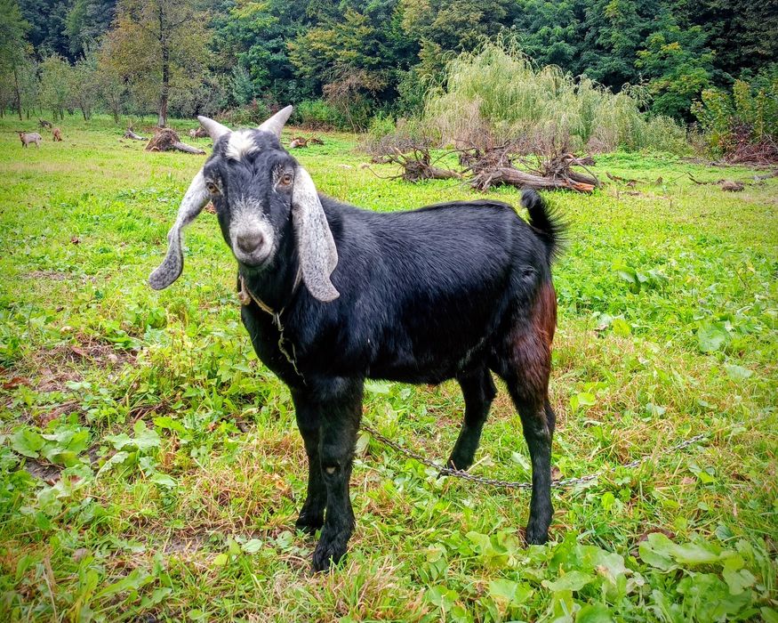 Молодий цап на паровку (злучку, парування)