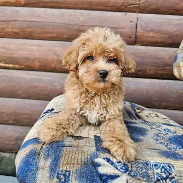 Maltipoo disponível