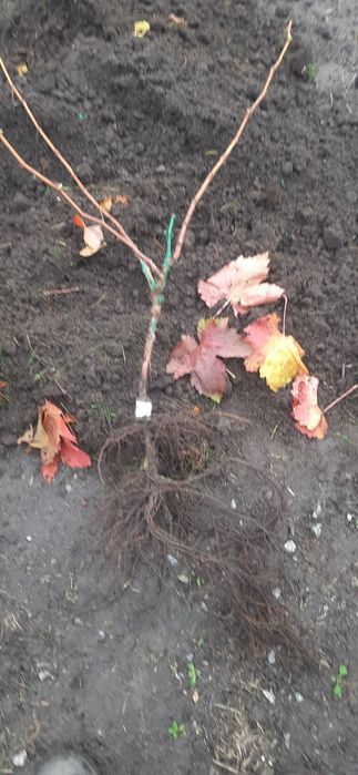 Продам 2хрічні саджанці винограду