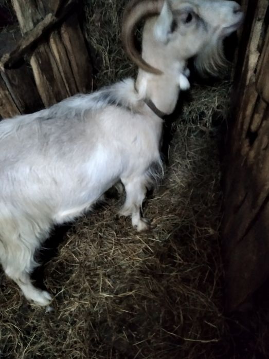 Продається коза молоко смачне вік 5 років деталі по телефону