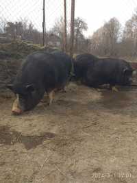 Продам в'єтнамських свиней живою вагою