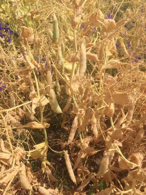 Озимий Горох НС Мороз