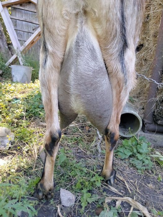 Продам дійну козу