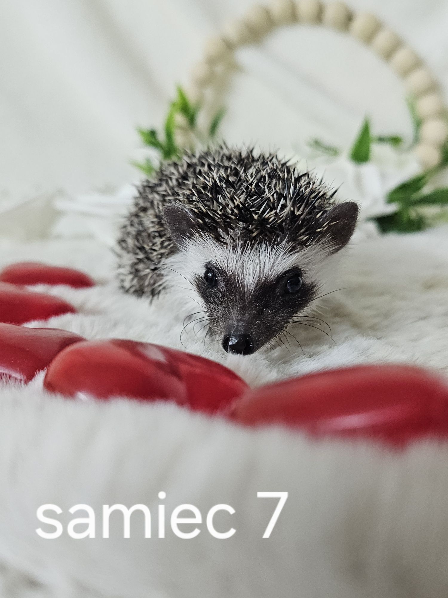 Jeż afrykanski jez pigmejski