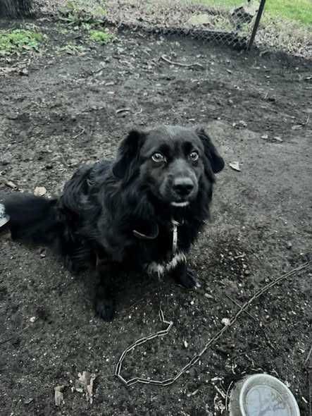 Fado poleca się do adopcji