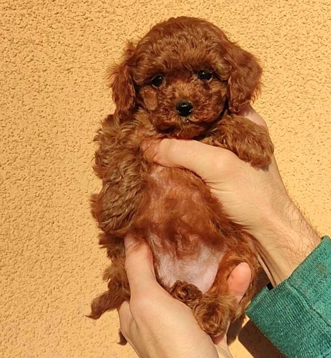 Той пудель. Ред Браун. Девочка.