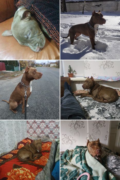 Пітбуль для в'язки (розв'язаний)