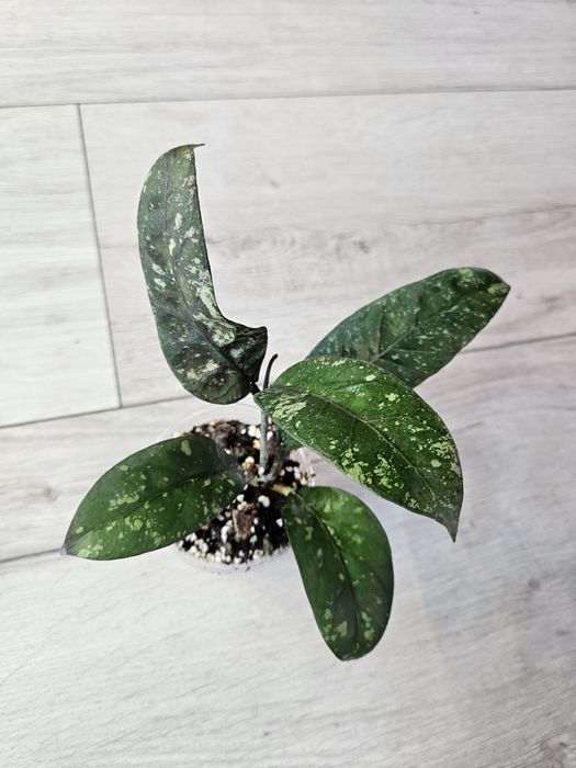 Hoya sp. Aceh splash