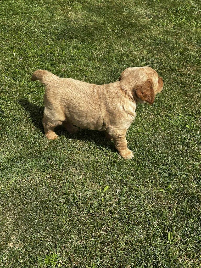 Pies Golden Retriever