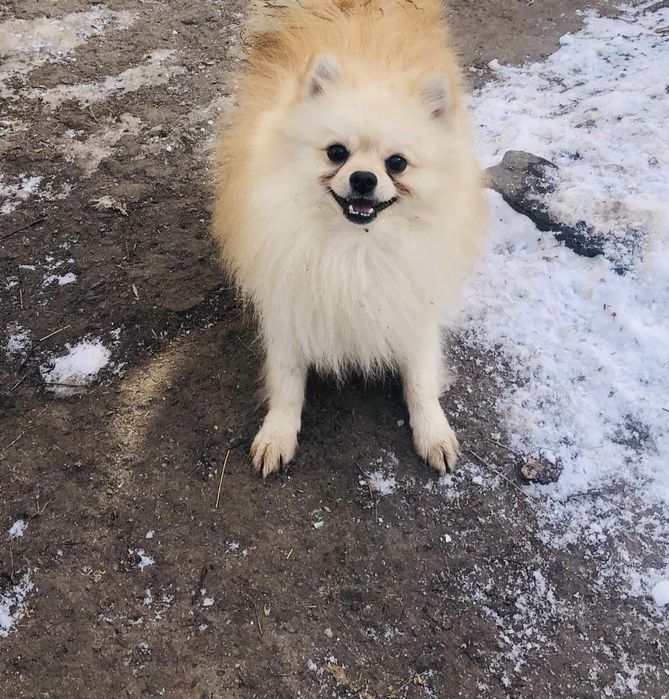 Померанский шпиц гламурный мальчик вязка