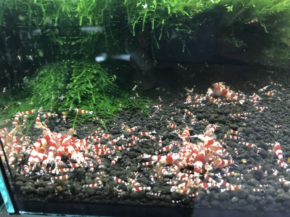 Krewetki Crystal red A/S selekcja Sklep Zoologiczny Aqualife