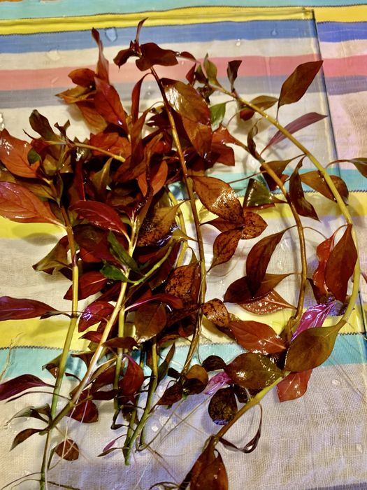 Roślinka z przecinki Ludwigia Repens