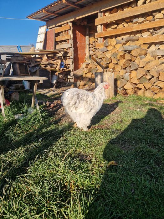 Kochin karzeł, olbrzym perliczka, liliput