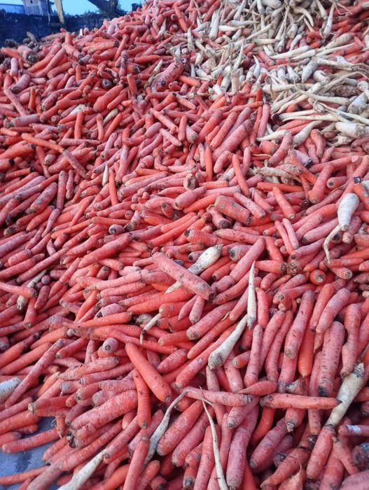 40 gr warzywa odpadowe dla zwierząt marchew pietruszka burak ziemniaki