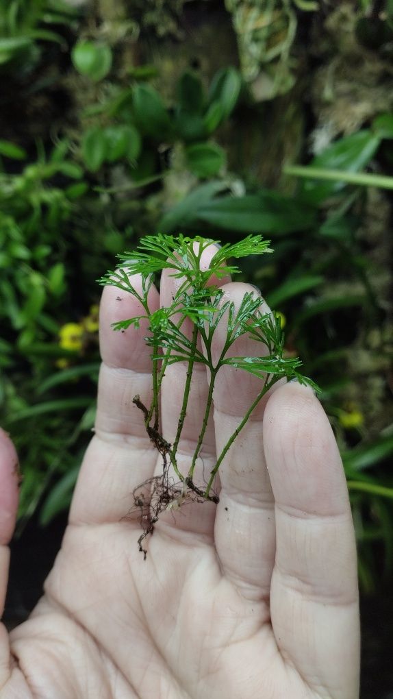 Мініатюрна папороть Elaphoglossum peltatum