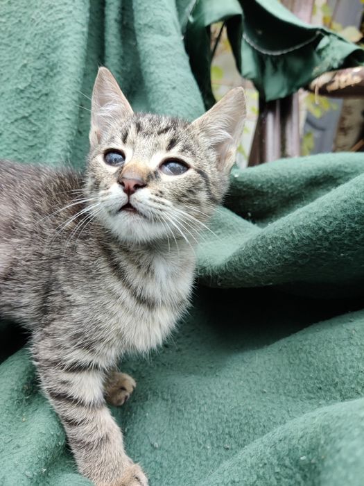 Котенята шукають родину