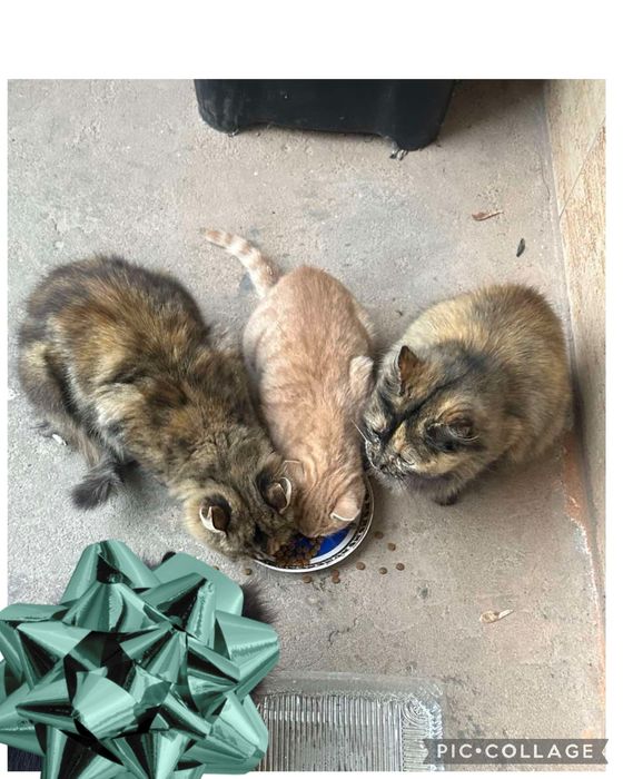 Кошеня дівчинка черепахова рудий хлопчик