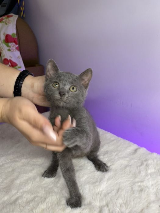 Кошеня, котеня, котик, котенок, кіт, кішка