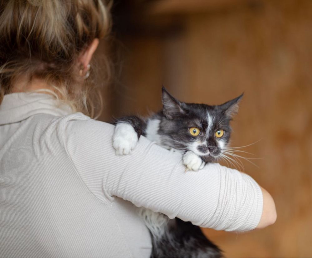 Мальчик котик Бенедикт. Ищет дом, хороший ласковый добрый кот