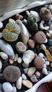 Літопси. Живе каміння. Кімнатні рослини. Суккулент. Кактус. Литопсы.