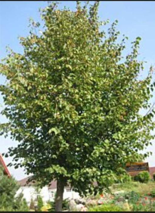 Lipa holenderska wratislaviensis obwód 10-12cm , kopana z gruntu