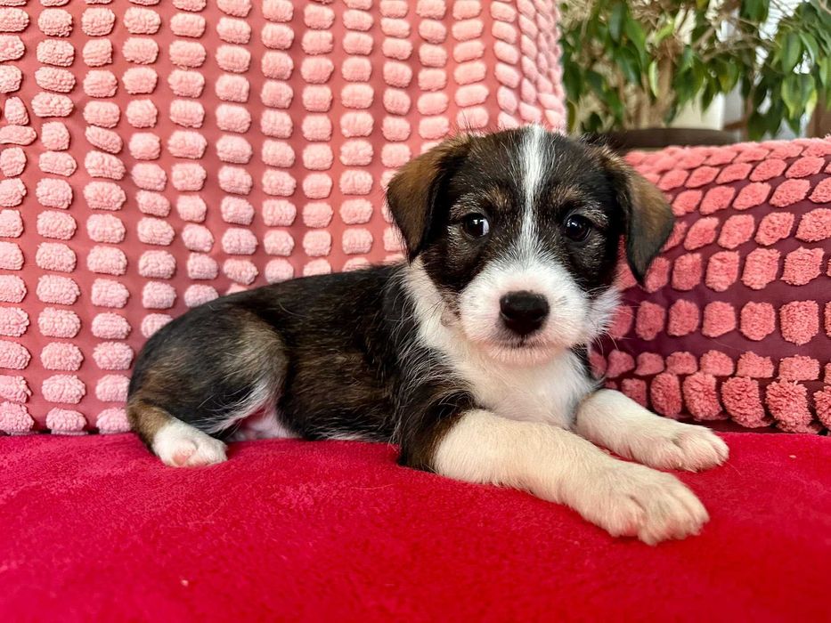 Wenus - mała psia dziewczynka do adopcji!