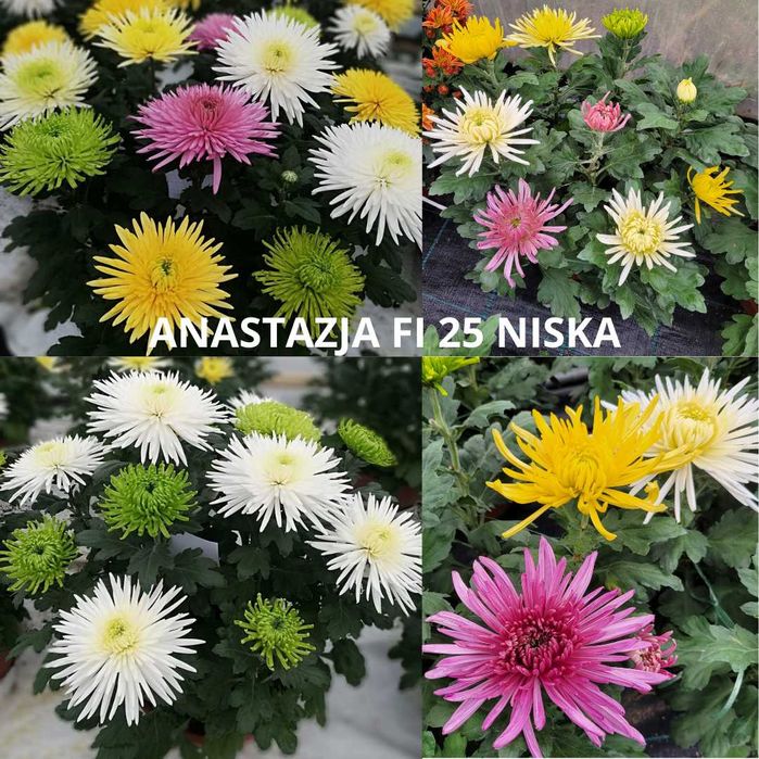 Chryzantemy Wielkokwiatowe * Średniokwiatowe *ANASTAZJA*IRINA*ROSELA*