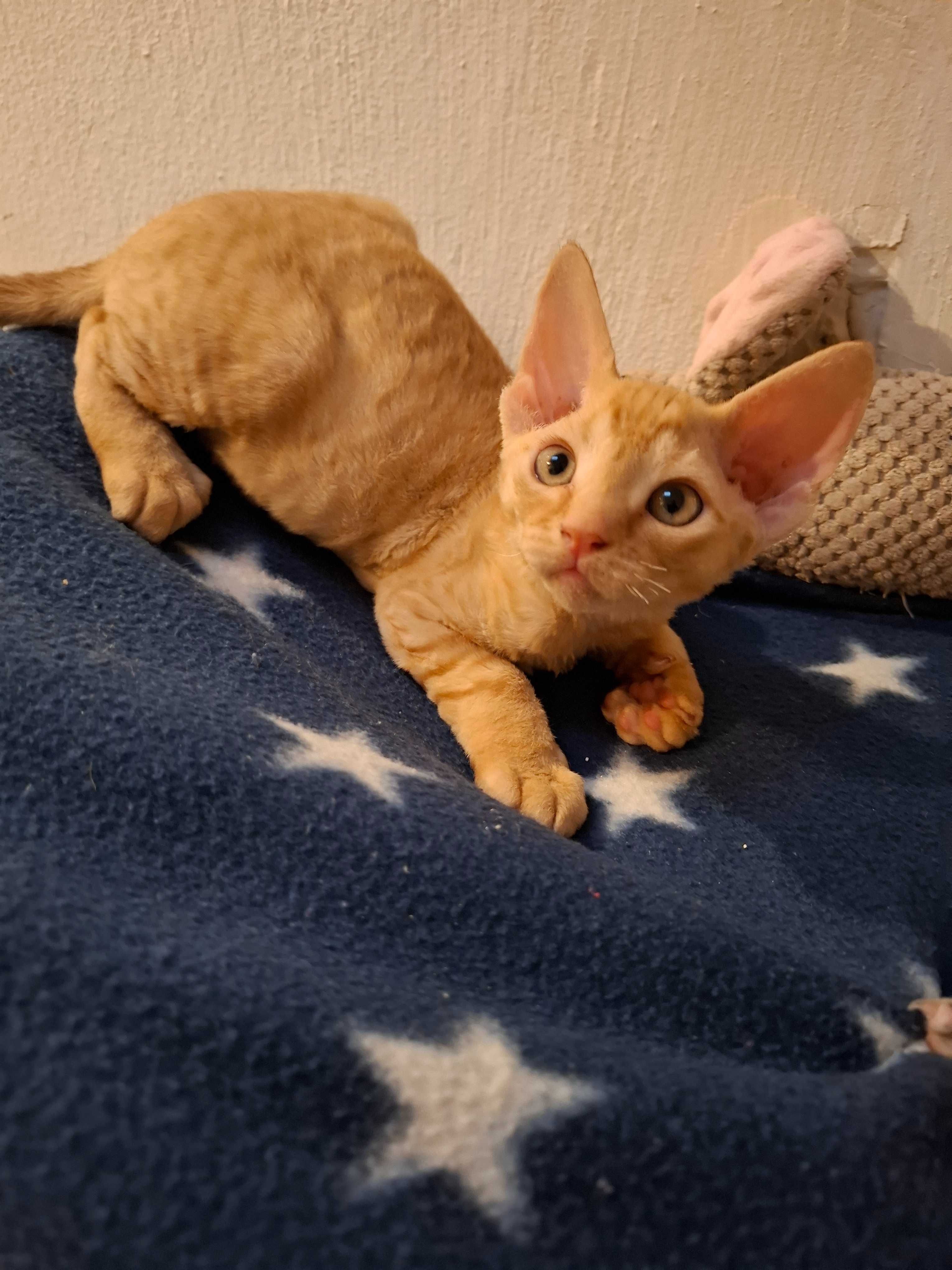 Rudy devonekTeddy
