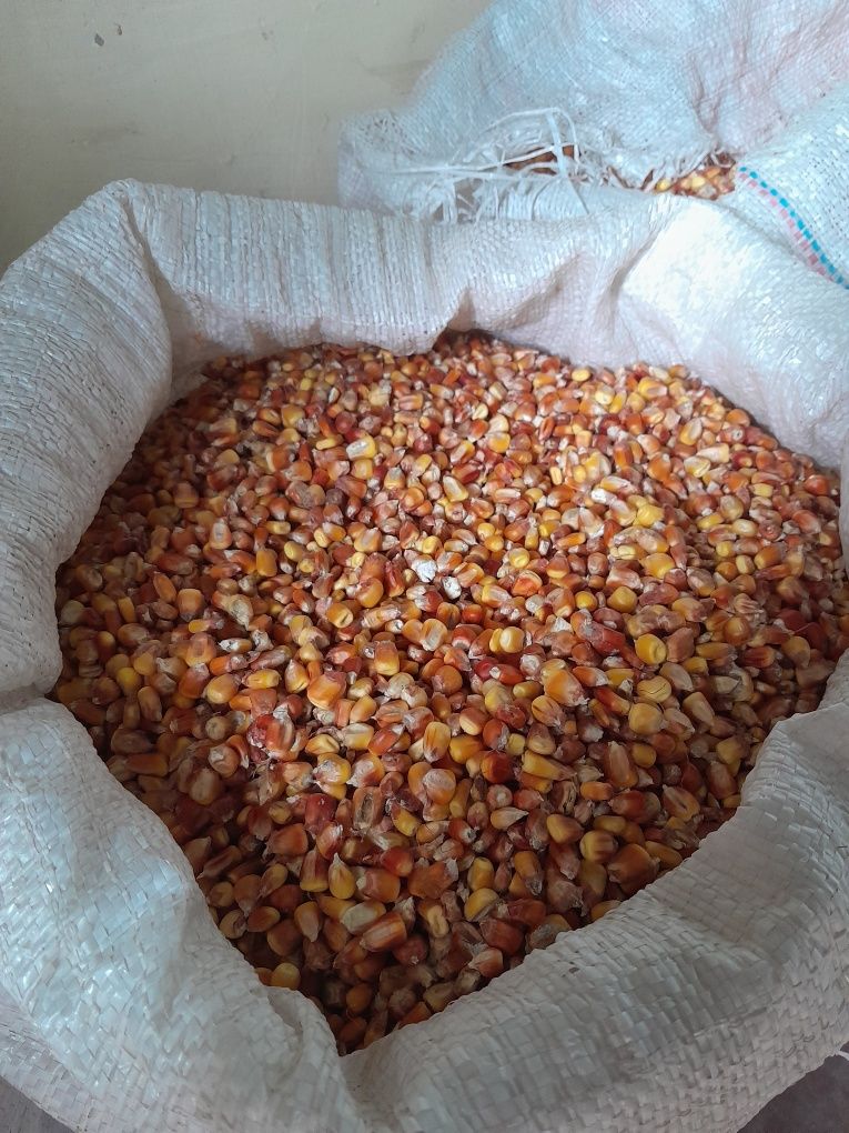 Продам зерно кукурудзи (кукуруза)